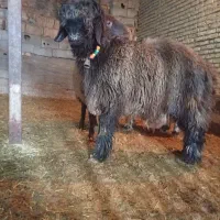 بره تخمی نژاد بختیاری