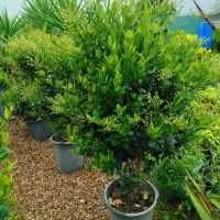 یاس جعبه ۴۰|خدمات باغبانی و درختکاری|کومله, |دیوار