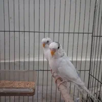 ۷تا مرغ عشق|پرنده|اصفهان, کوی امام|دیوار