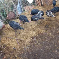 بوقلمون  ۳۵۰