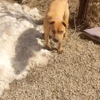 سگ واگذاری و معاوضه