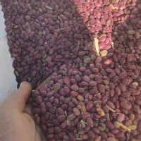 یک تن لوبیا قرمز