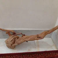 چوب اکواریوم