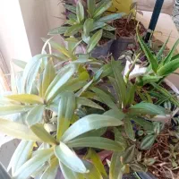 گل بسیار شاداب و زینتی|گل و گیاه طبیعی|سبزوار, قلعه‌نو دهزار|دیوار