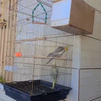 عروس هلندی|پرنده|خرمشهر, |دیوار