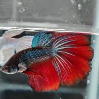 حراج ماهی فایتر ارزان