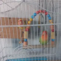 طوطی برزیلی جفت