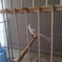 قناری نر بخون