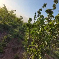 زمین-کشاورزی-با-درخت