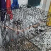قفس شاه طوطی