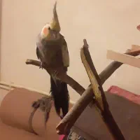 عروس هلندی سخنگو|پرنده|اردبیل, |دیوار