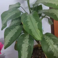 آگولنما هندوانه ای