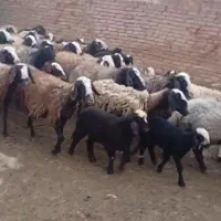 ۳۳ راس میش شال