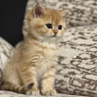 واگذاری گربه بریتیش|گربه|تبریز, |دیوار