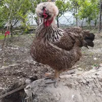 مرغ کرچ گلین لری و محلی