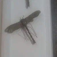 سه تا سنجاقک بایه دونه تابلو ۲۵۰