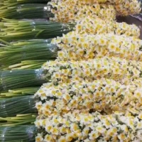 پخش گل نرگس