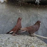 کفتر رواعب|پرنده|قم, نیروگاه|دیوار