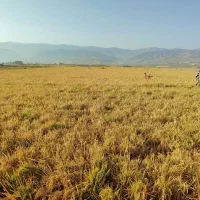 چلتوک طارم محلی|خدمات باغبانی و درختکاری|دره شهر, |دیوار