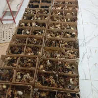 جوج یکروزه
