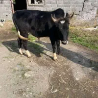 سر شاخی کول دار