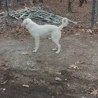 ی جفت توله ۷ماهه|سگ|سامان, |دیوار