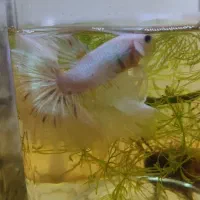 ماهی فایتر  هامون و پلاکت (نر و ماده)|ماهی|تهران, شکیبا|دیوار