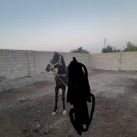 تماس بگیرید