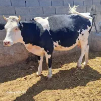 تلیسه آبستن