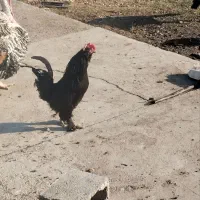 تخم مرندی و پوقلمون