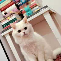 گربه پرشین|گربه|میاندوآب, |دیوار