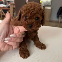 سگ توله پودل توی عروسکی رد،دارک رد،اپریکات