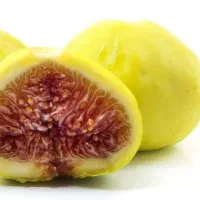 پیشفروش .نهال انجیر دیمی|خدمات باغبانی و درختکاری|بروجن, |دیوار