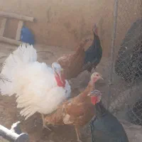 بقلمون|حیوانات مزرعه|تاکستان, |دیوار