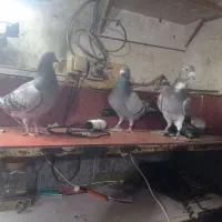 دوبر سرعتی|پرنده|اردبیل, |دیوار