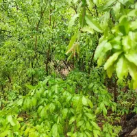 فروش باغ/زمین بغدادآباد مهریز