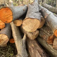 خرید چوب و باغ صنوبر و جنگلی