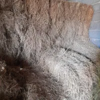 فروش کلوش بسته بندی شده با دستگاه