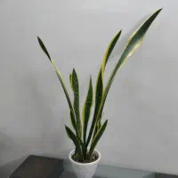 سانسوریا و چند گل دیگه سالم و با کیفیت