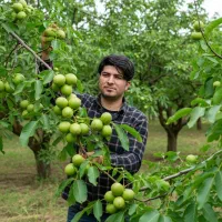 تخصص ما گردو خوشه ای هست|خدمات باغبانی و درختکاری|مراغه, |دیوار