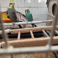 عروس هلندی و مرغ عشق