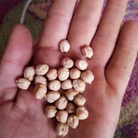 نخود عادل پاییزه|عمدهفروشی|چرداول, |دیوار