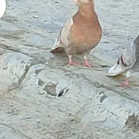 کفتر زردی کاکولی