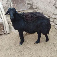 قوچ قره قزل