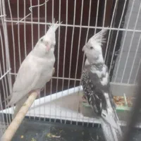 پرنده