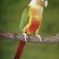 عروس هلندی و طوطی گرینچیک|پرنده|قرچک, مهدیه|دیوار