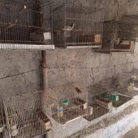 سهره|پرنده|اراک, |دیوار