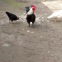 خروس پاپری|حیوانات مزرعه|کوچصفهان, |دیوار