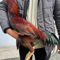 خروس لاری قرمز سه دانگ