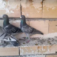 کفترپرشی|پرنده|تاکستان, |دیوار